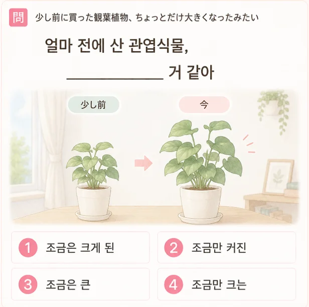 「少し前に買った観葉植物、ちょっとだけ大きくなったみたい。」の韓国語表現を選ぶ4択クイズ